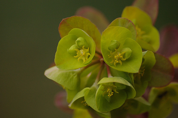 Euphorbia amygdaloides 'Purpurea' | Amandelwolfsmelk