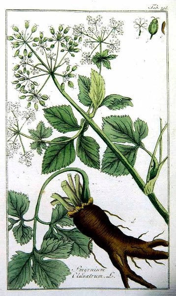 Botanische prent van zwartmoeskervel