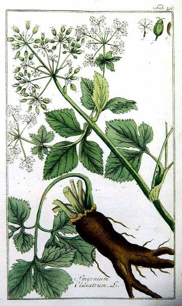 Botanische prent van zwartmoeskervel