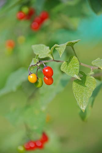 Bitterzoet, Solanum dulcamara - Foto: Nuanc, Creative Commons License