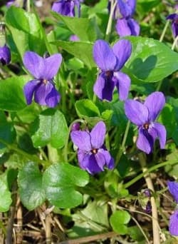 Viola odorata - Maartse viooltjes. Foto: Leo Michels Â©