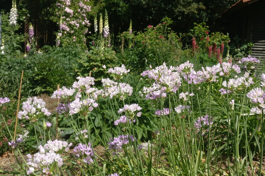 Allium roseum en A. unifolium