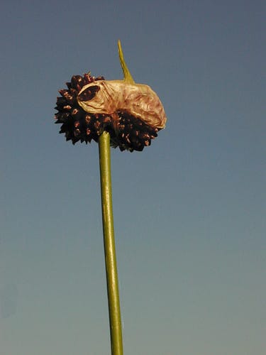 Allium vineale - Foto: Matthias Buchmeier - Creative Commons License