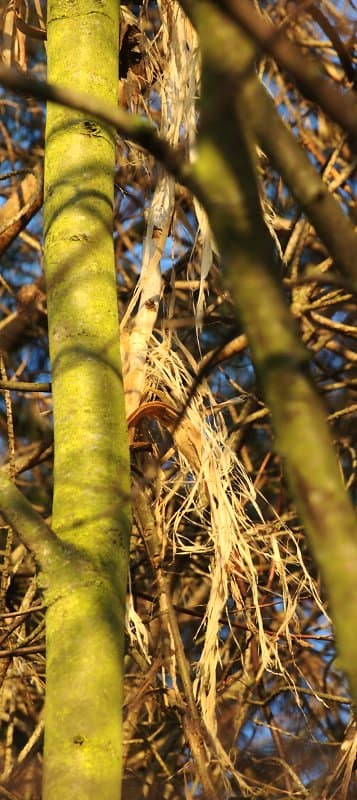 Geschilde linden-takken | Peeled limetree-branches