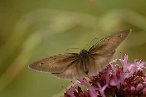 Maniola jurtina | Bruin zandoogje - Meadow brown
