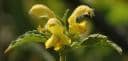 Lamiastrum galeobdolon - Gevlekte gele dovenetel, bloemen