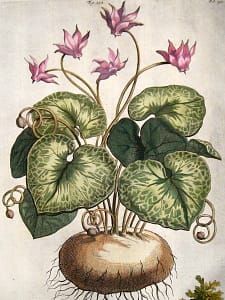 Cyclamen aleppicum - botanische prent van Abraham Munting