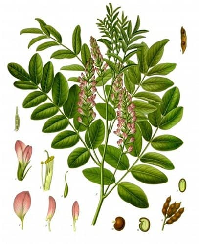 Zoethout - Glycyrrhiza glabra. Koehlerâ€™s Medicinal-Plants 1887 - Public Domain