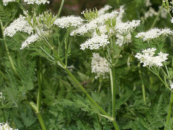 Myrrhis odorata - Roomse Kervel