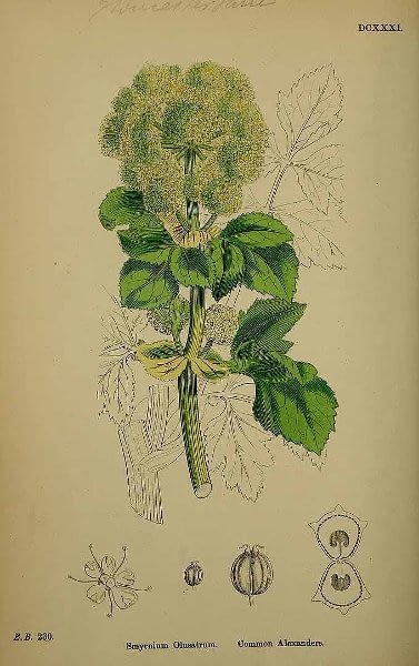 Botanische prent van Zwartmoeskervel