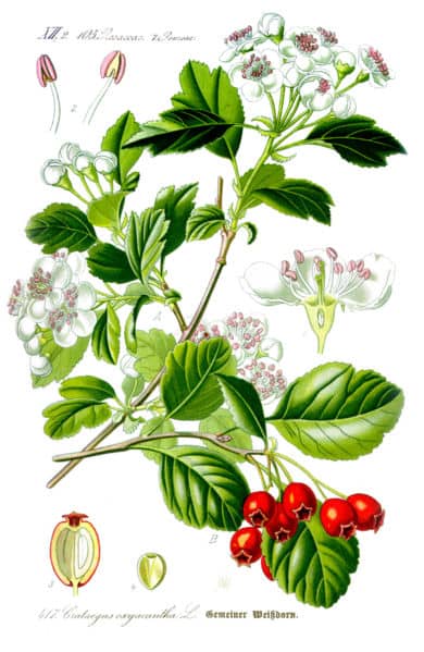 Illustratie van de Meidoorn in de Flora van ThomÃ©