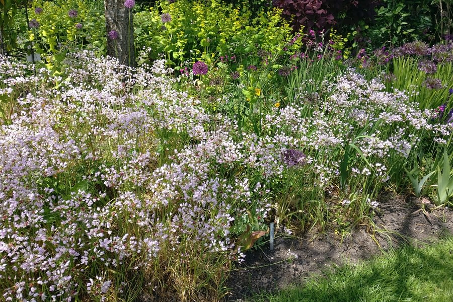 Allium roseum in Merriments