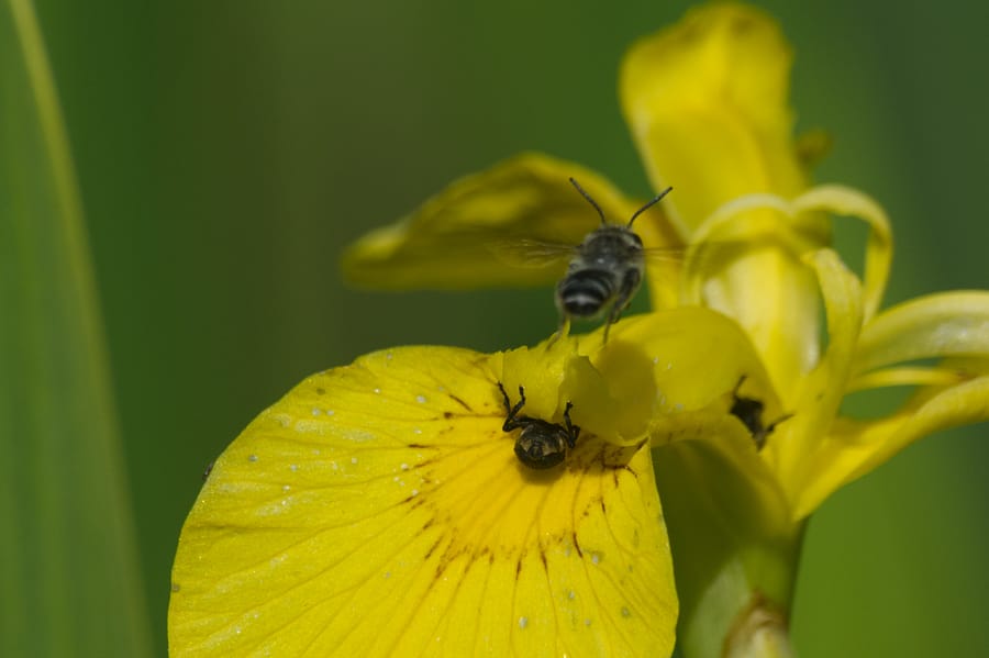 insecten op een gele lis