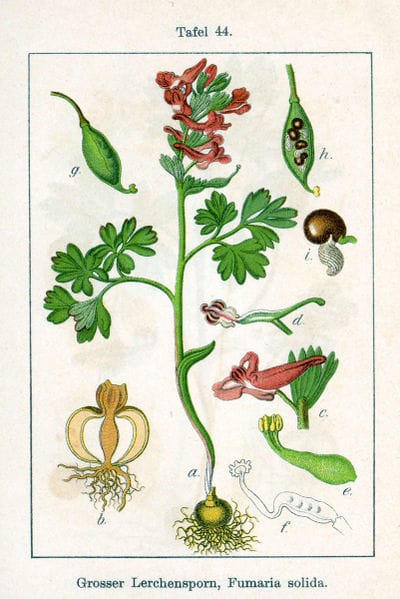 Corydalis solida in â€˜Deutschlands Flora in Abbildungenâ€™, 1796. J.G. Sturm. Public Domain
