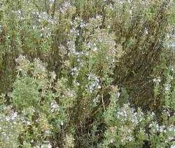 Karweitijm - Thymus herba-barona. Foto: Sensei Â©