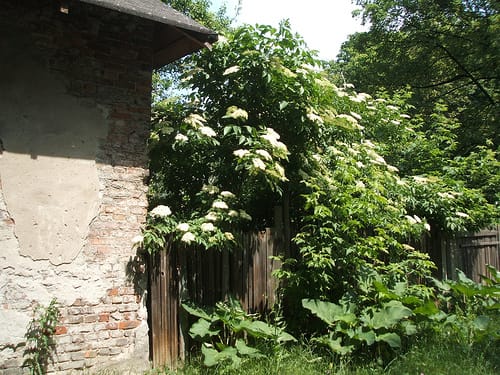 Vlier - Sambucus nigra. Foto: UrbanLegend - Creative Commons License