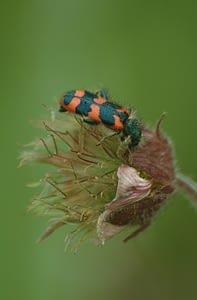 Behaarde Bijenwolf | Trichodes alvearius