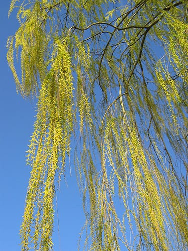 Salix babylonica - Treurwilg. Foto: Mercurous - Creative Commons License
