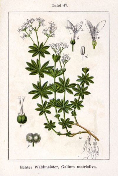Galium odoratum - Lievevrouwebedstro. Sturm 1796 - Public Domain