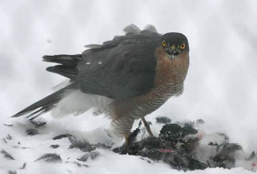Accipiter nisus | Sperwer - Eurasian sparrowhawk Accipiter nisus | Sperwer - Eurasian sparrowhawk
