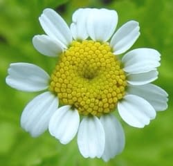 Moederkruid - bloemhoofdje. Foto: Paul Busselen Â©