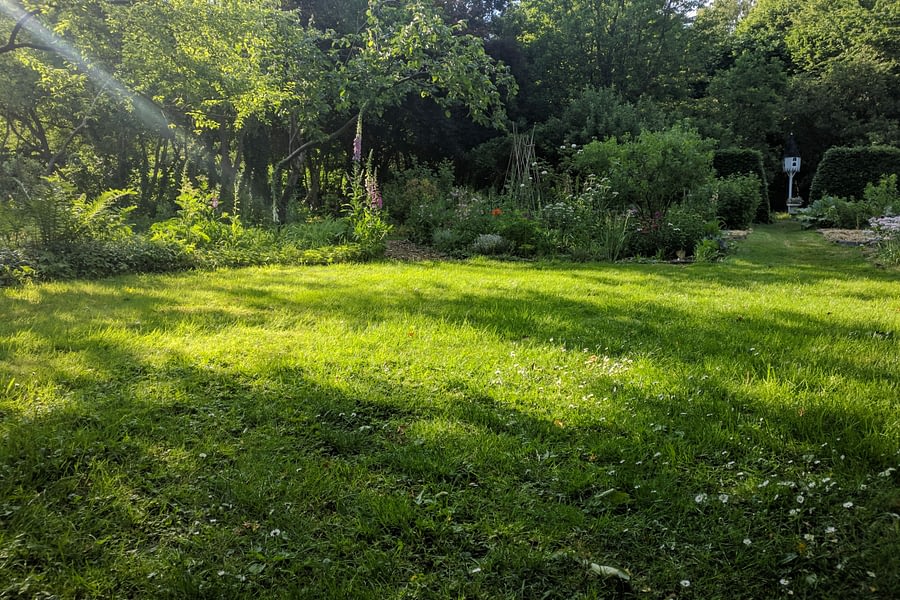 Groen gras in tijden van droogte