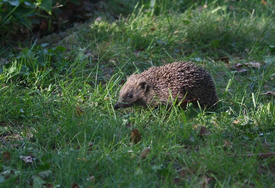 Een egel op wandel
