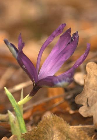 Iris reticulata - Foto: AnneTanne - Creative Commons License
