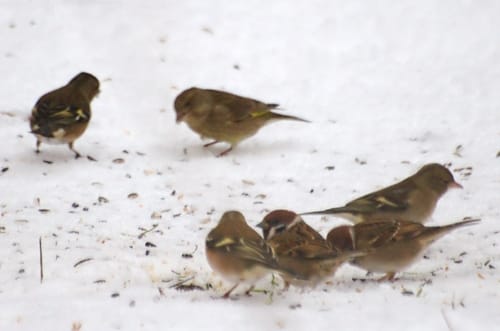 vogels in de sneeuw