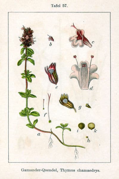 Kruiptijm - Thymus serpyllum. Deutschlands Flora in Abbildungen. Public domain