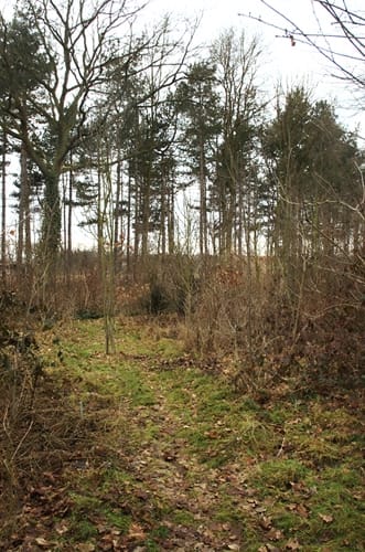 bos in wording - woodland to be