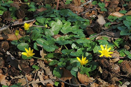 speenkruid - Ranunculus ficaria (Foto: AnneTanne - Creative Commons License)