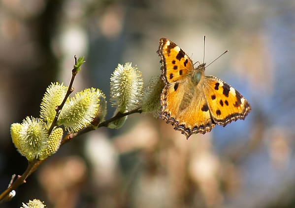 Nymphalis polychloros | Grote Vos - Large Tortoiseshell