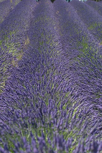 Lavendelveld - Foto: Gregde - Creative Commons License