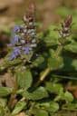 Ajuga reptans - Kruipend zenegroen