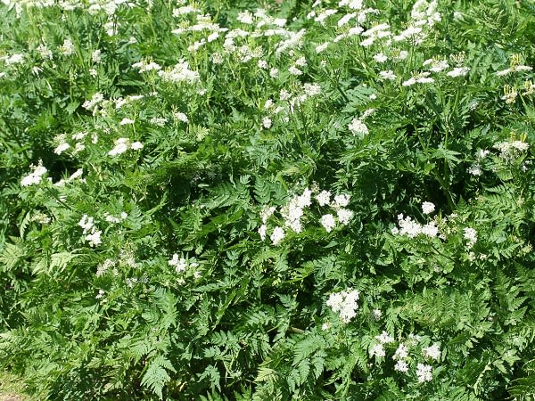 Myrrhis odorata - Roomse Kervel