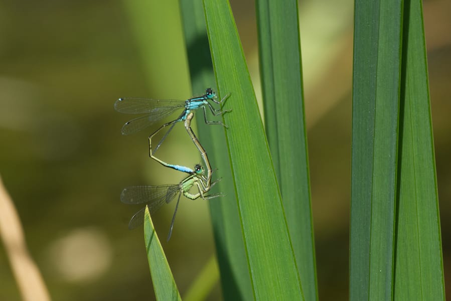 Azuurwaterjuffer | Coenagrion puella (Copula)