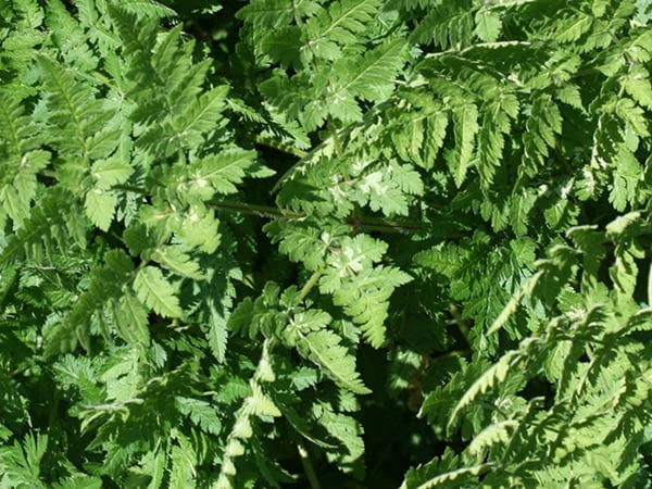 Myrrhis odorata - Roomse Kervel