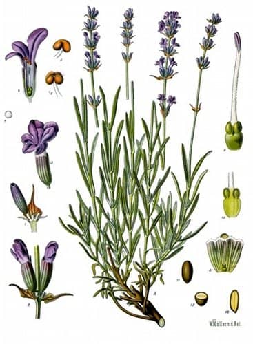 Lavandula angustifolia - KÃ¶hlerâ€™s Medizinal-Pflanzen, 1887