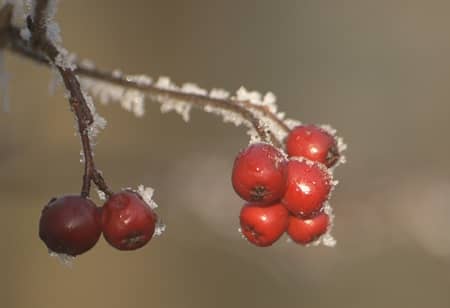Meidoornbessen in de winter. Foto: AnneTanne - Creative Commons License