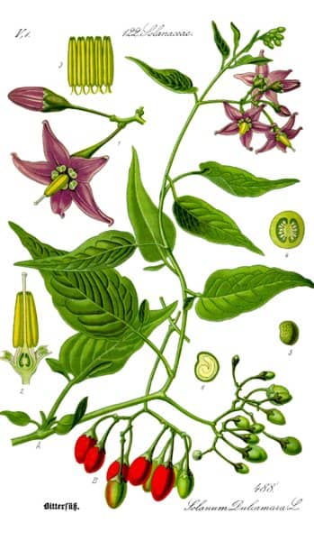 Solanum dulcamara. Prof. Dr. Otto Wilhelm Thomé - Public domain