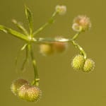 Galium aparine - Kleefkruid