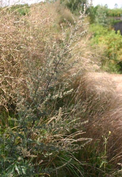 Artemisia vulgaris in zaad. Foto: Sten Porse, GNU free documentation license
