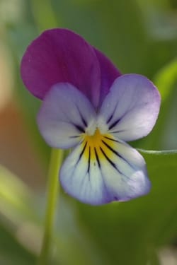 Viola tricolor - Driekleurig viooltje. Foto: AnneTanne - Creative Commons License