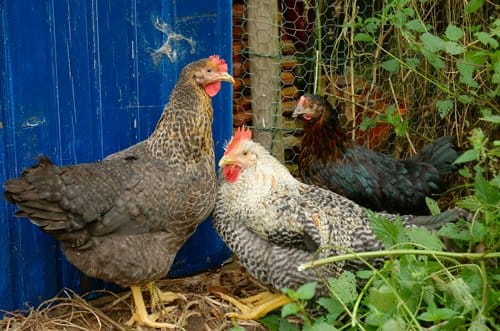 Onze nieuwe kippen - Our newchickens