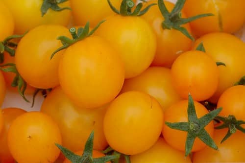 Tomaat 'Gold nugget' Tomatoe