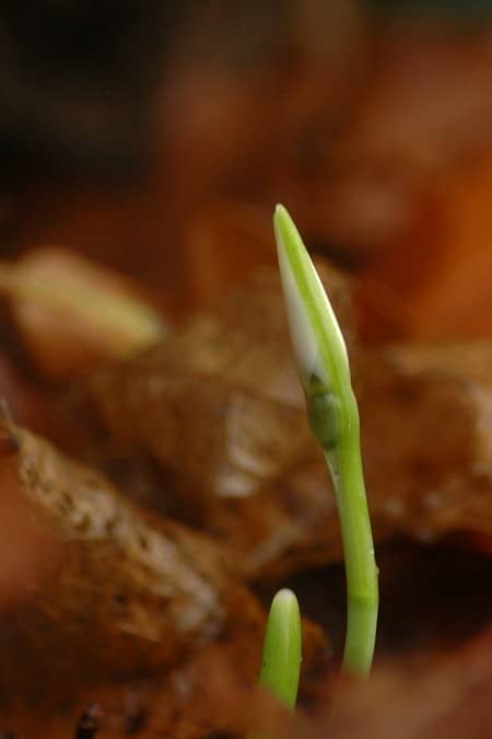 Sneeuwklokje - Galanthus nivalis. Foto: AnneTanne (Creative Commons license)