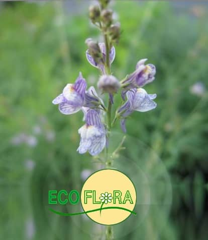 Ecoflora - Kwekerij van wilde planten en kruiden