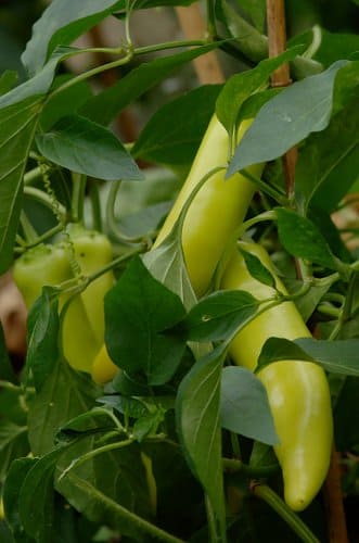 Capsicum annuum 'Hungarian wax' - Chili pepper